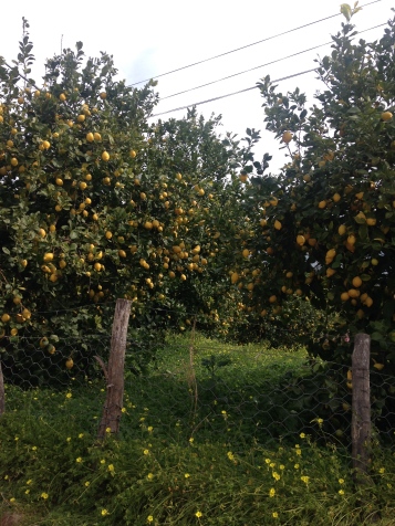 lemon grove in Mallorca